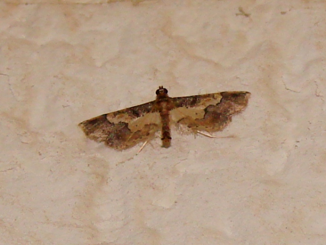 Hydriris ornatalis   ?